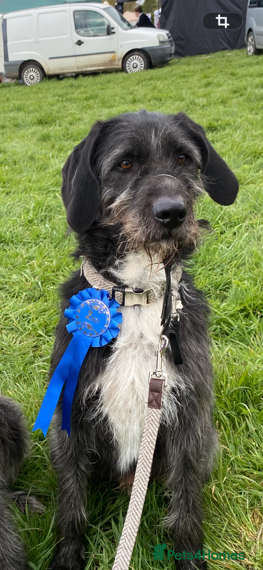 Mixed Breed dogs for sale: Five year old boy up for a new home - Advert 2