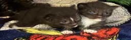Mixed Breed cats for sale: Sphynx cross kittens x6 - Advert 16