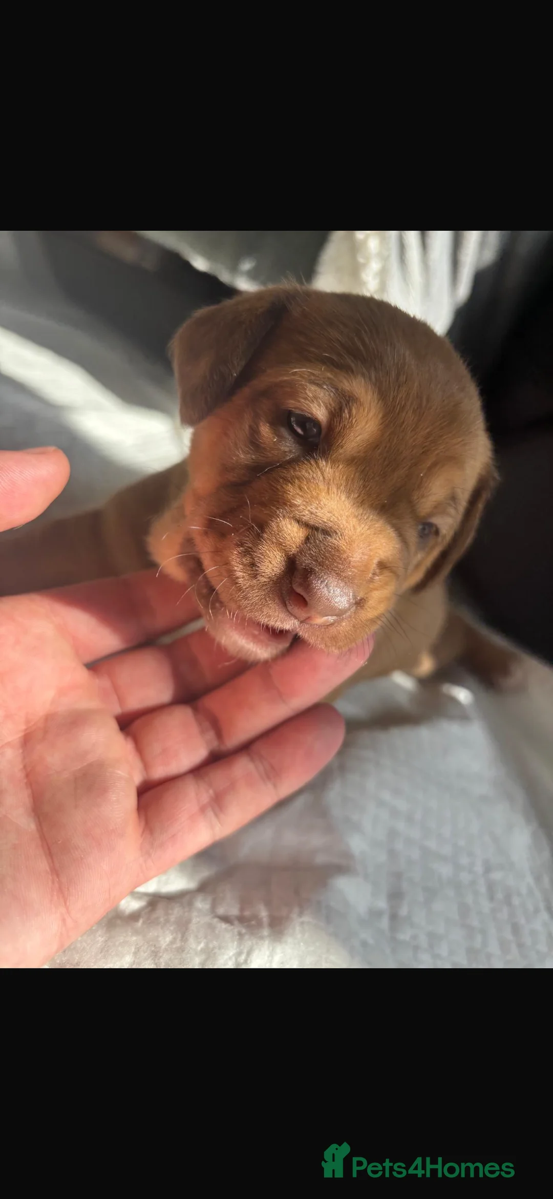 Mixed Breed dogs for sale: Dashhound cross husky  in Gateshead - Advert 2