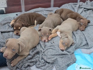 Mixed Breed dogs Doberman X Bully - Advert 7