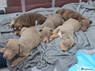 Mixed Breed dogs Doberman X Bully - Advert 5