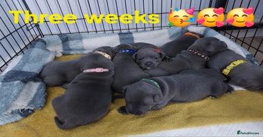 Staffordshire Bull Terrier dogs - Advert 6