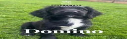 Sprocker dogs for sale: Ready NOW F1b Sprockers Health TESTED - 5* Breeder - Advert 20