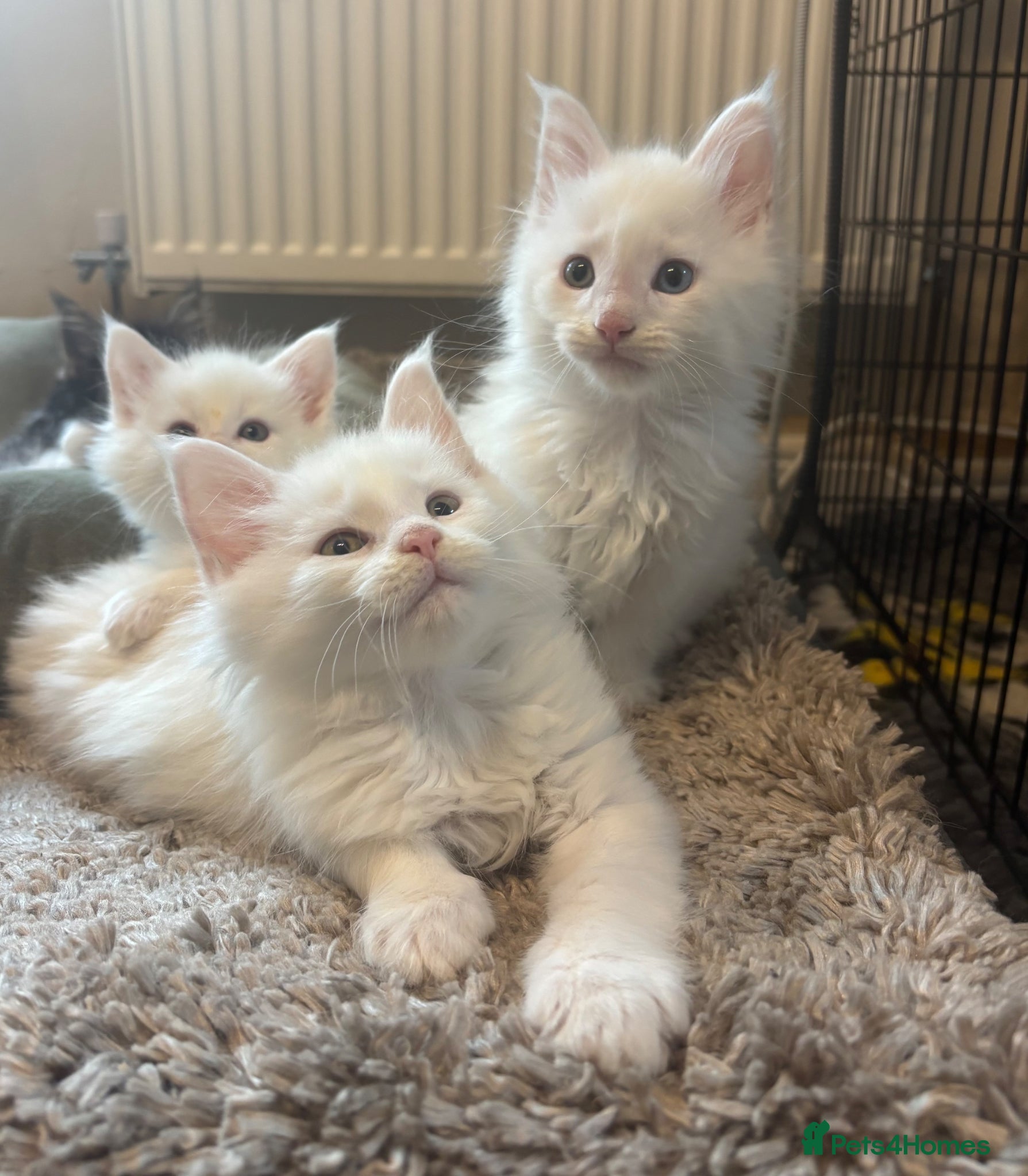 Maine Coon cats for sale: Maine coon kittens for sale. Some polydactyl.  in Trimdon Station - Advert 18