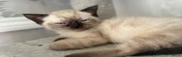 Mixed Breed cats for sale:  Beautiful Male Colourpoint Kittens - Advert 4