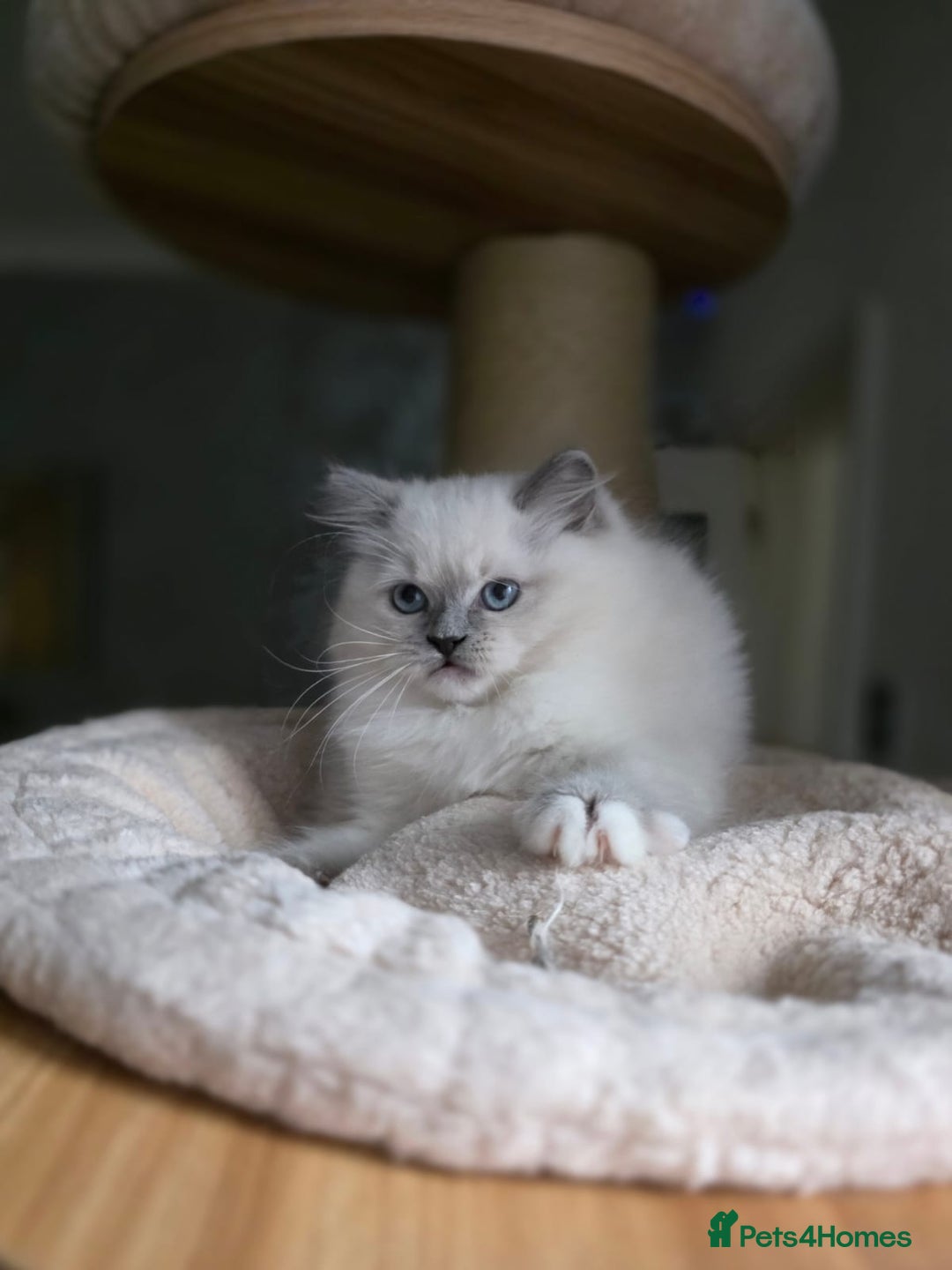 Ragdoll cats for sale: 🩷Amazing European Grand Champion lines🏆🥇 TICA💙 - Advert 15