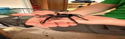 Tarantulas invertebrates for sale: Adult Male Brazilian Black Tarantula in Loughborough - Advert 3