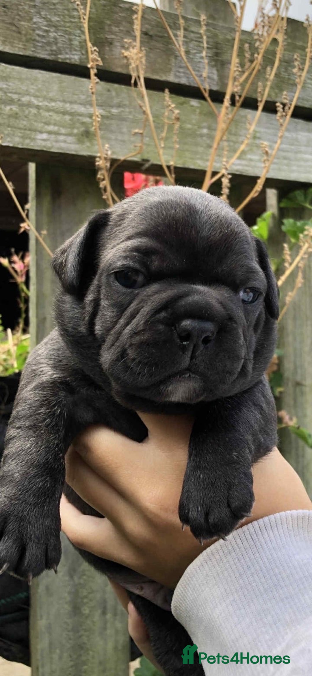 Mixed Breed dogs for sale: Two beautiful puppies left. - Advert 3