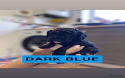 Cockapoo dogs for sale: Beautiful F1B Cockerpoos🐶 - Image 4