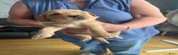 Golden Retriever dogs for sale: GOLDEN RETRIEVER  PUPPYS READY FROM 29th JUNE - Advert 4