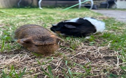 Guinea Pig rodents for sale: Female guinea pig pair (must stay together) - Image 1