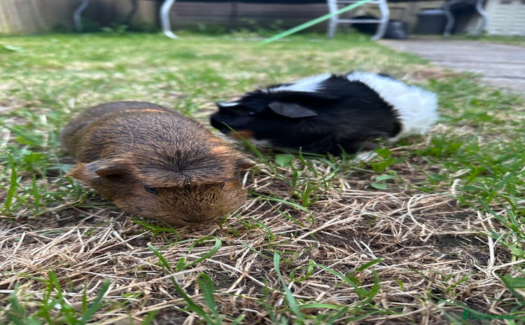 Guinea Pig rodents - Advert 1