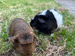 Guinea Pig rodents - Advert 12