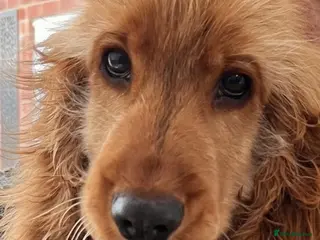 Cocker Spaniel dogs Active Retired persons ONLY! - Advert 2