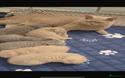 British Shorthair cats for sale: Adorable Purebred British Shorthair Kittens 🐾 - Image 9
