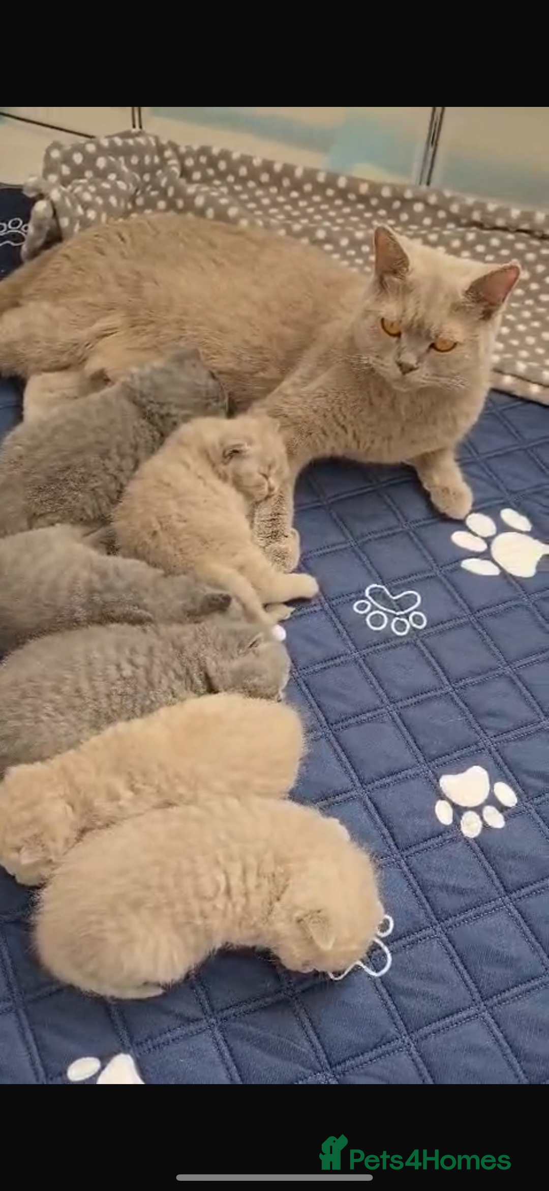 British Shorthair cats for sale: Adorable Purebred British Shorthair Kittens 🐾 - Image 9
