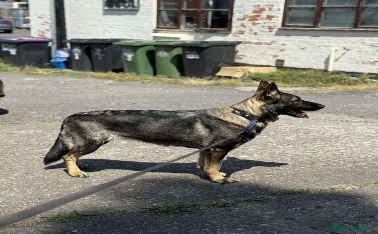 German Shepherd dogs - Advert 1
