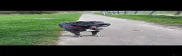 Cane Corso dogs for sale: Champion Bloodline Cane Corso Puppies - Advert 22