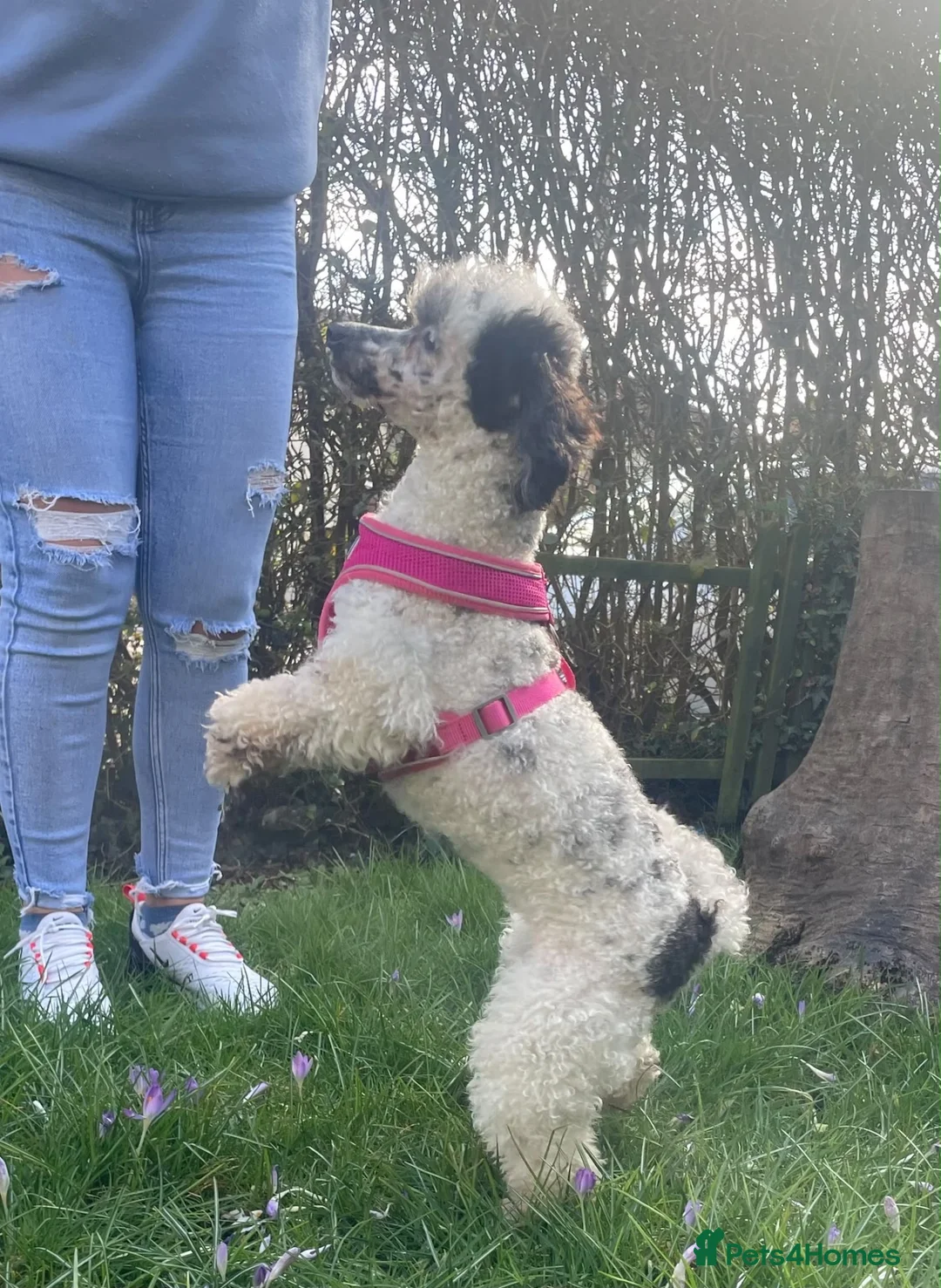 Toy Poodle dogs for sale: Beautiful Toy Poodles  - Advert 9
