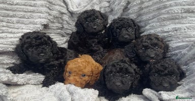 Cockapoo dogs - Advert 10