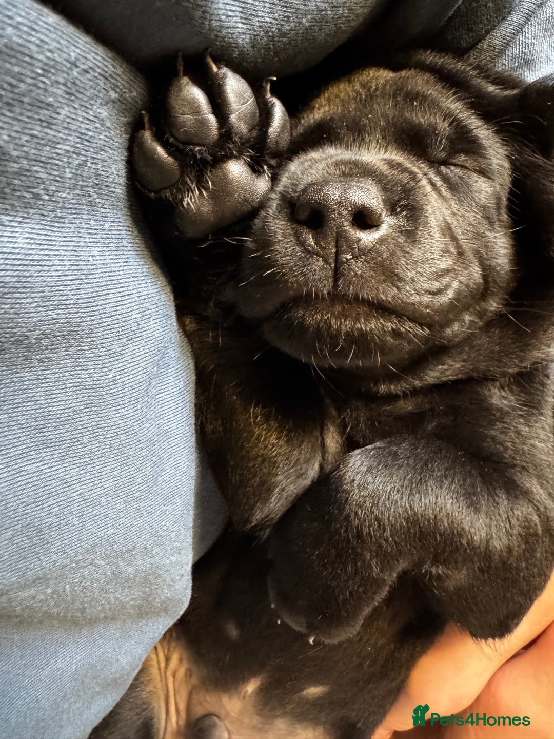 Labrador Retriever dogs for sale: Labrador Puppies  - Advert 13