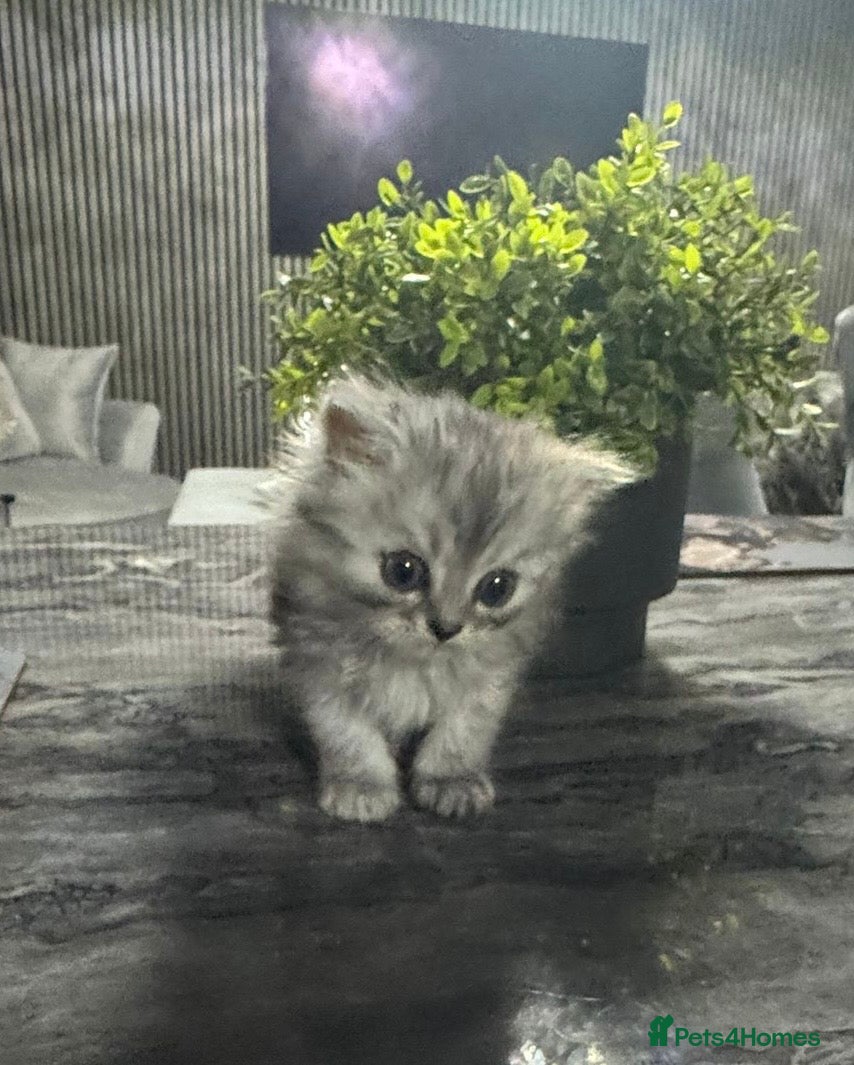 Persian cats for sale: Pure Persian long coat kitten’s - Advert 14