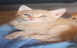 Mixed Breed cats for sale: Kittens  - Image 2