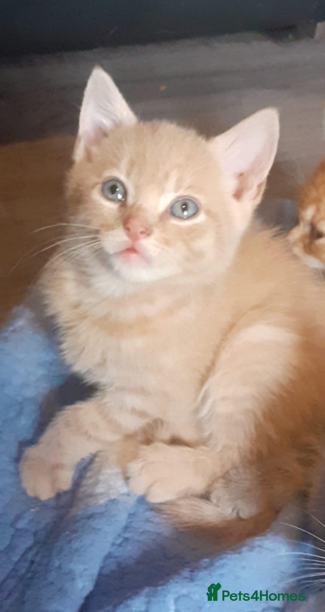 Mixed Breed cats for sale: Kittens  - Image 2
