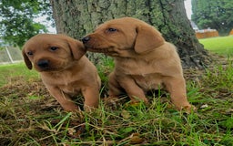 Labrador Retriever dogs for sale: Fox red labrador puppies - Image 22
