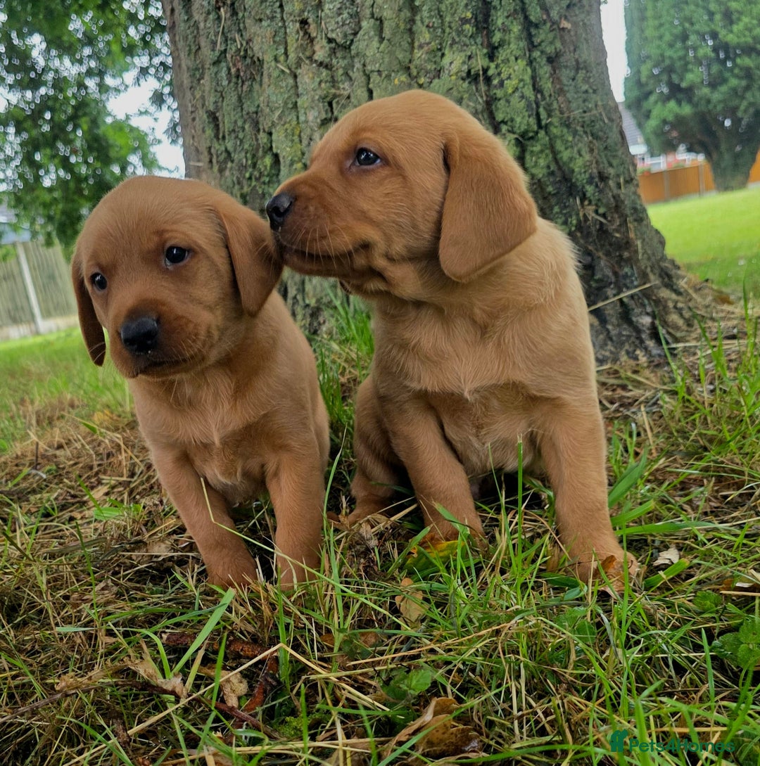 Labrador Retriever dogs for sale: Fox red labrador puppies - Image 22