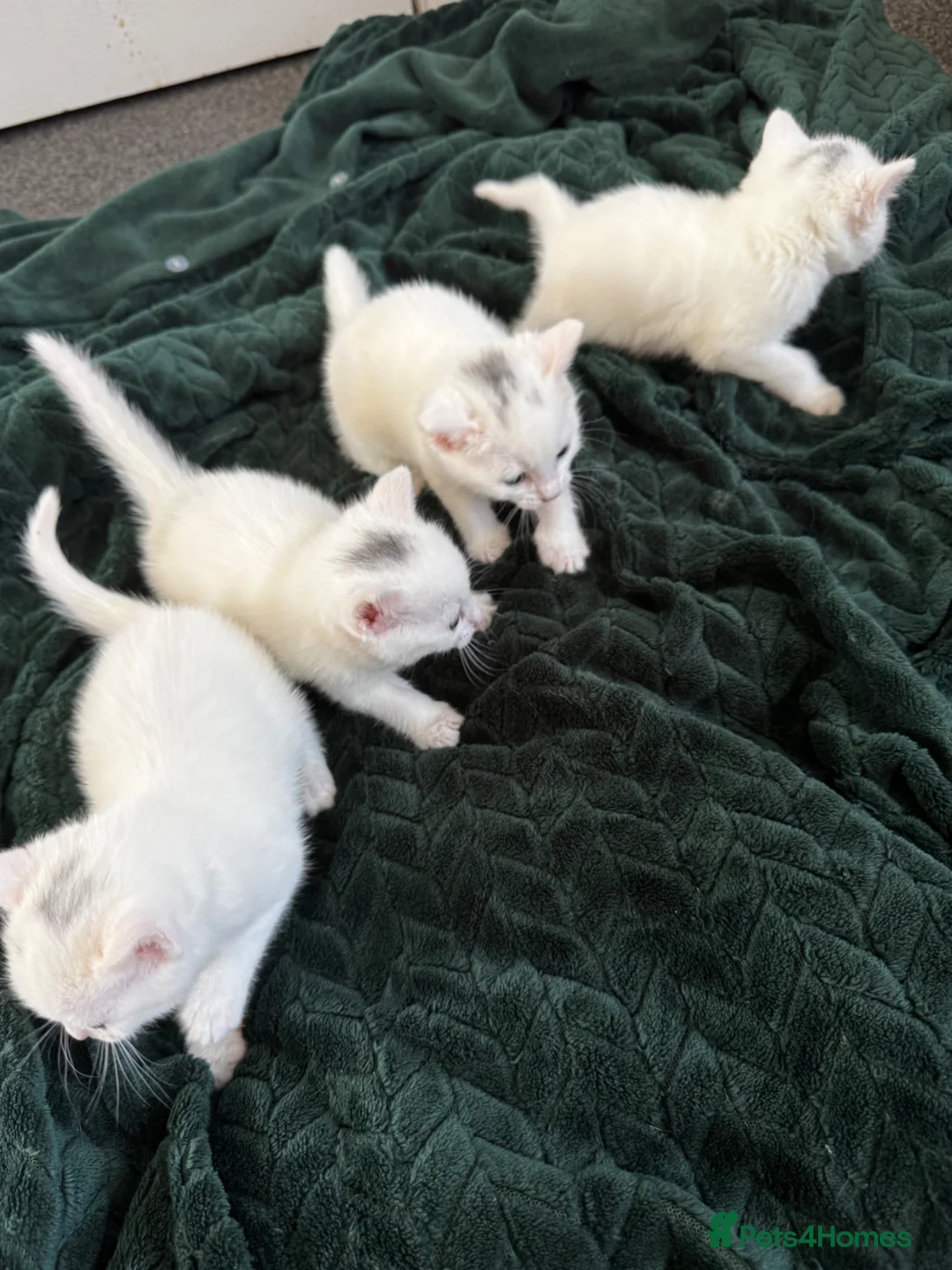 Mixed Breed cats for sale: Sweet babies looking for loving homes 💕 - Advert 1