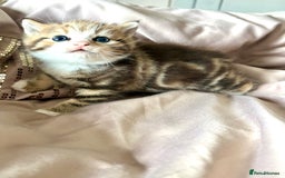 Persian cats for sale: Beautiful kittens  - Image 5