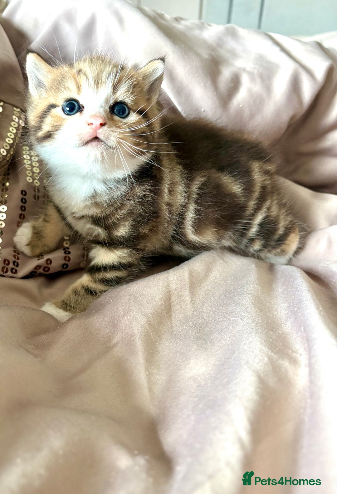 Persian cats for sale: Beautiful kittens  - Image 5