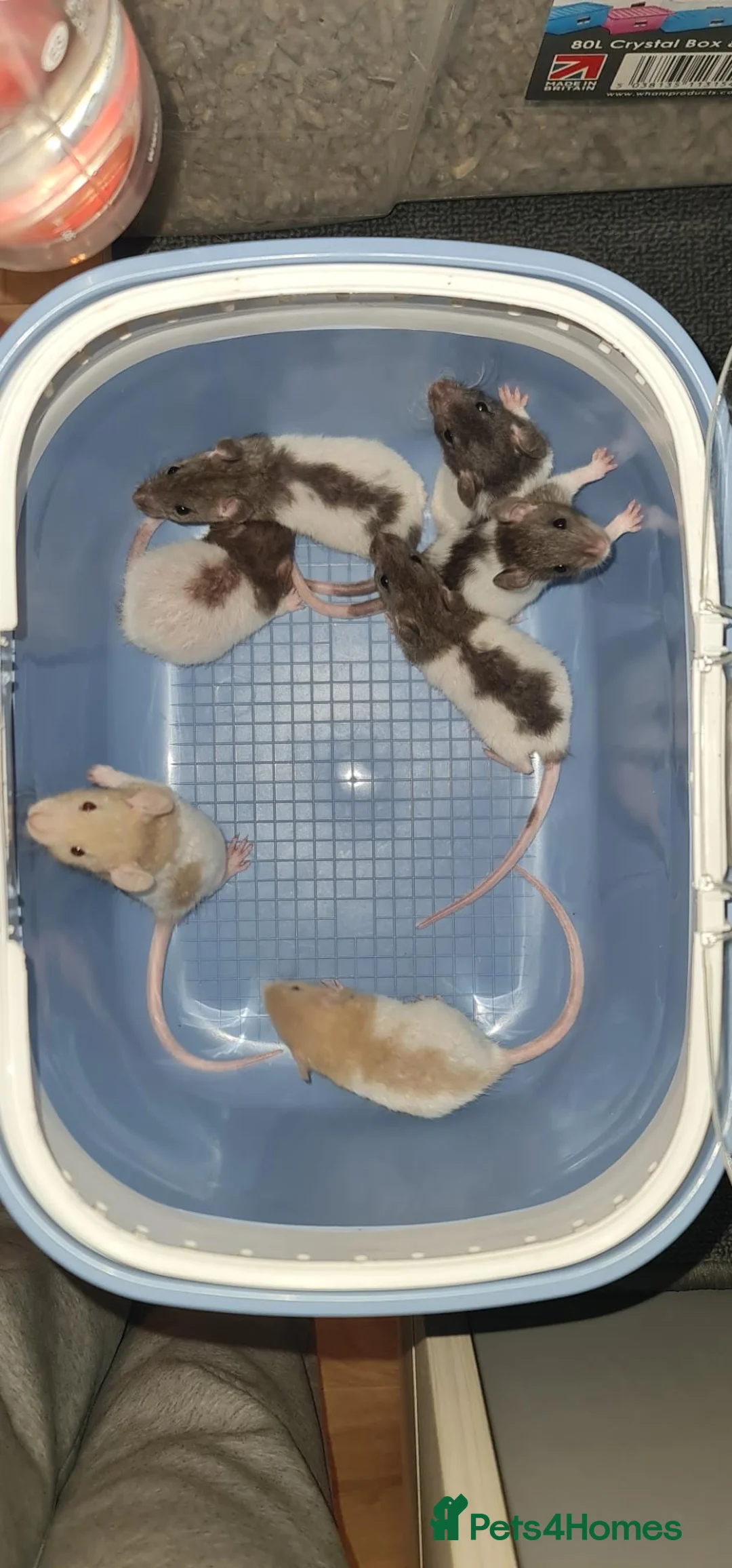 Rat rodents for sale: Baby rats - Advert 5