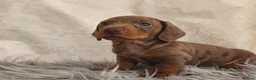 Miniature Dachshund dogs for sale: Exceptional  top quality miniature dachshund kc - Advert 6