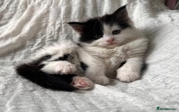 Maine Coon cats for sale: GORGEOUS MAINE COON KITTENS - Image 34