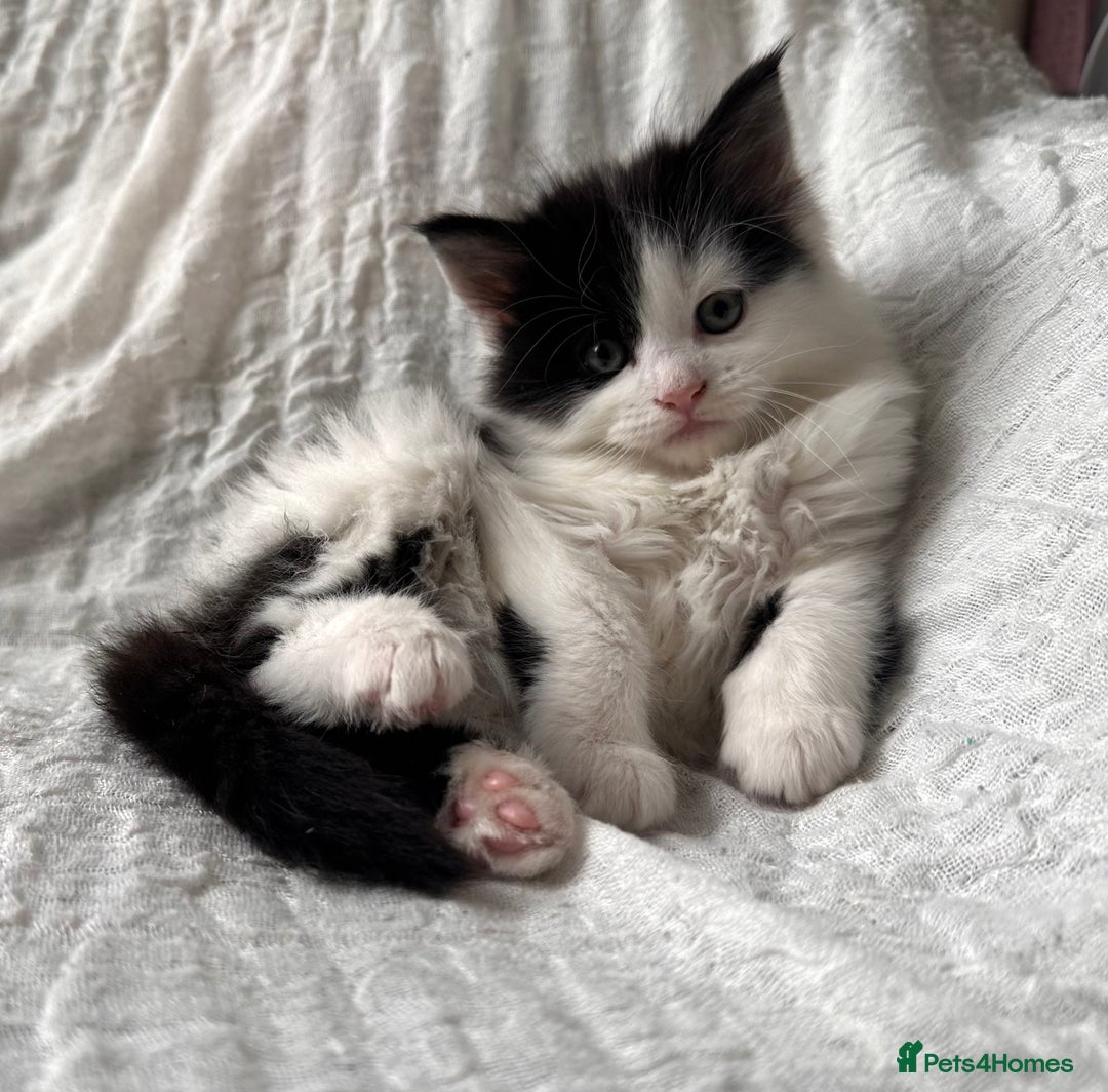 Maine Coon cats for sale: GORGEOUS MAINE COON KITTENS - Image 34