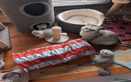 Scottish Fold cats for sale: 🥰 Scottish fold kitties for loving homes 💗 - Advert 14