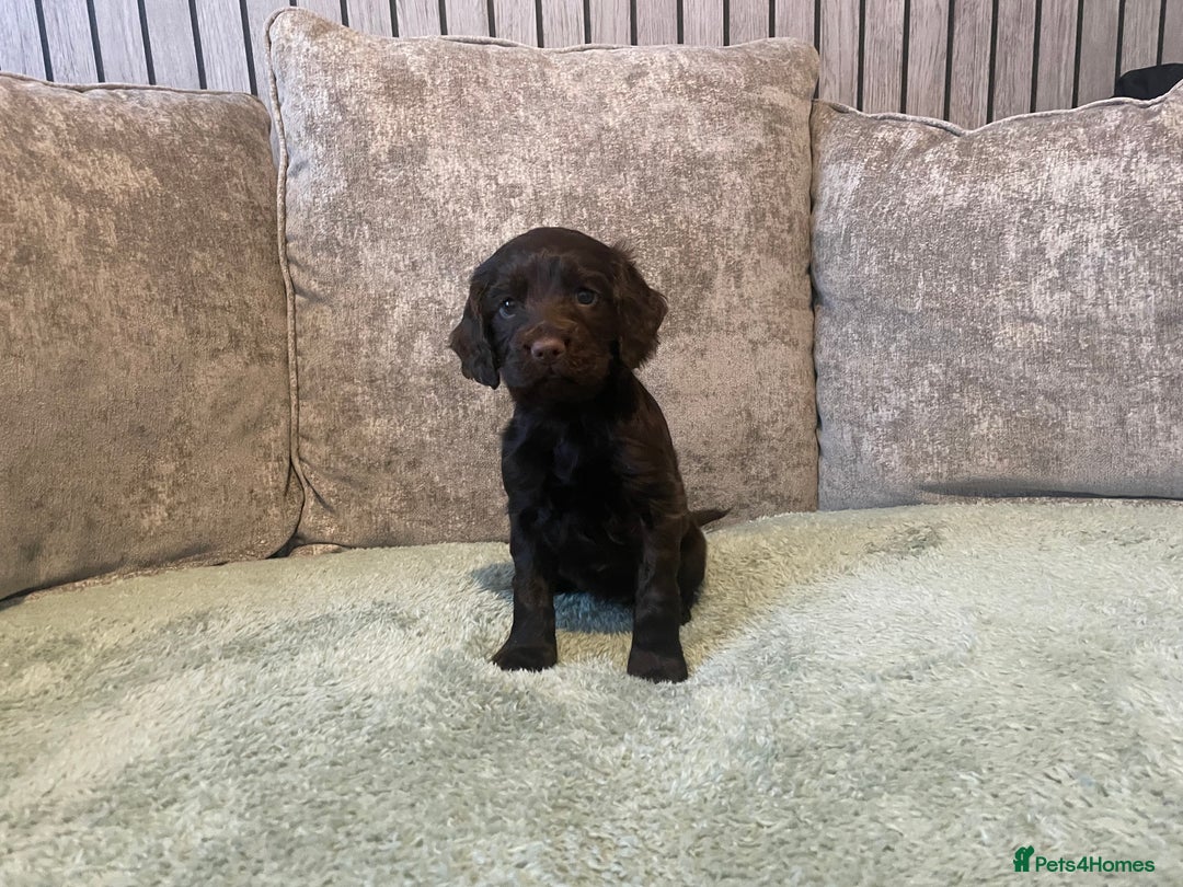 Cocker Spaniel dogs for sale: KC registered cocker spaniels  - Advert 11