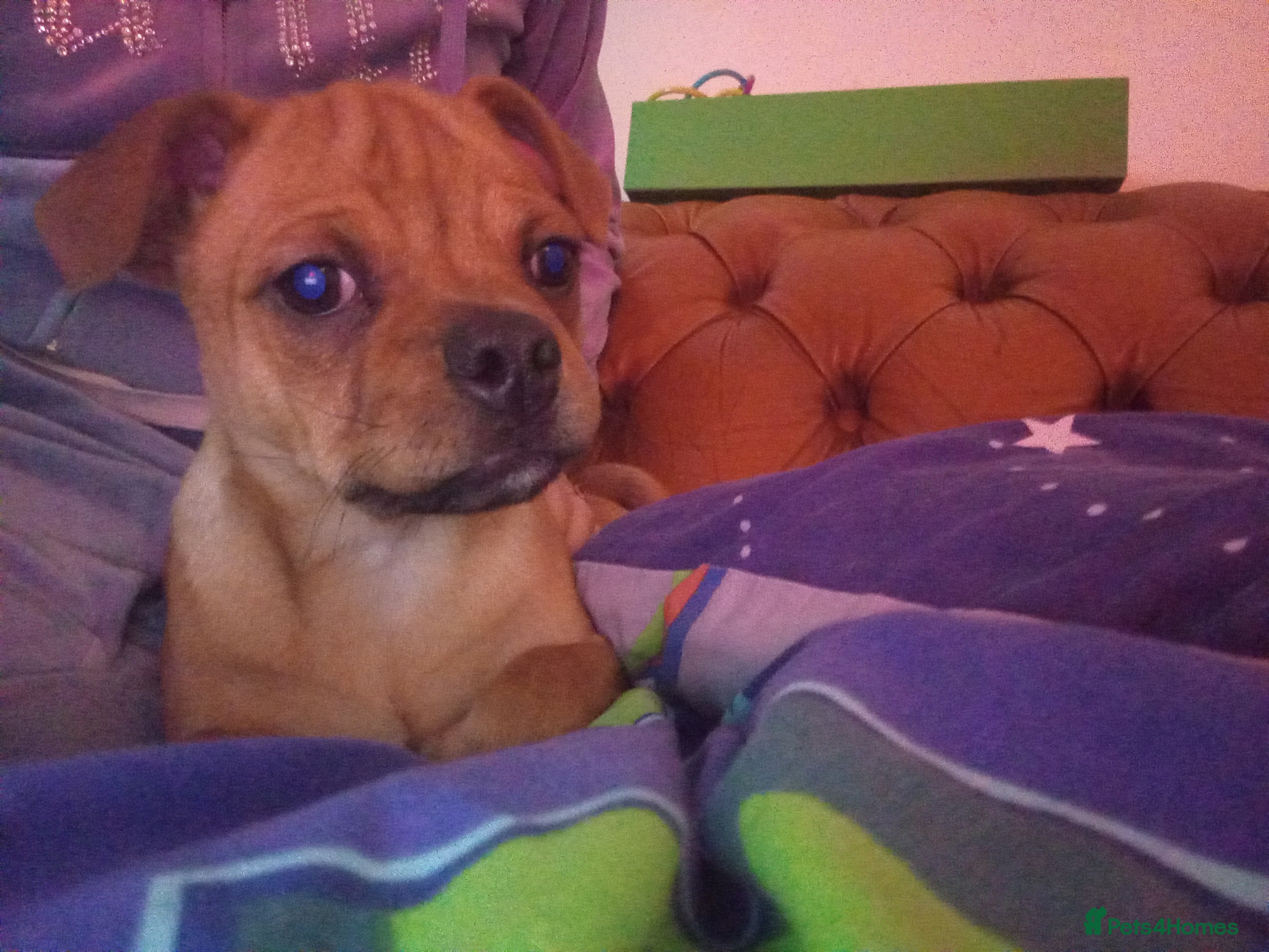 Staffordshire Bull Terrier dogs Honey staff cross pug  - Advert 1