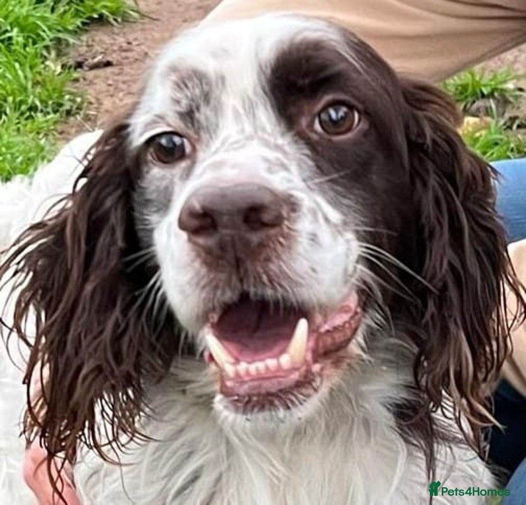 English Setter dogs for adoption: Ken   - Advert 3