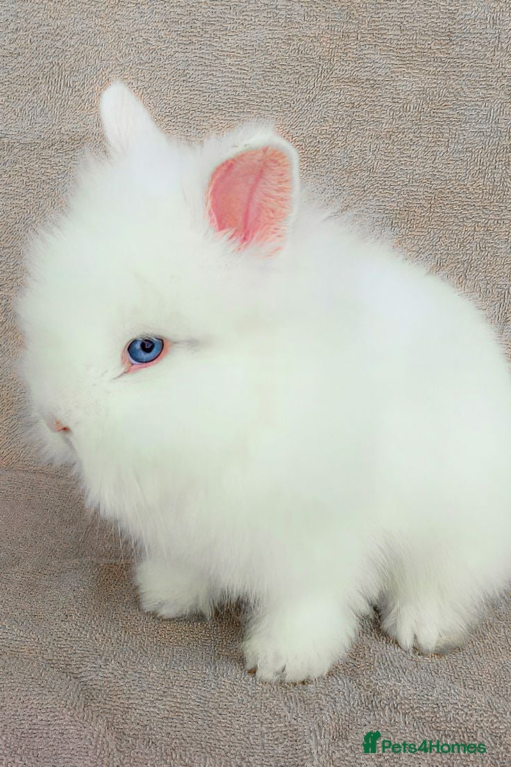 Netherland Dwarf rabbits Baby rabbits bunnies  - Advert 1