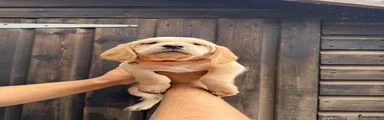 Cockerdor 8