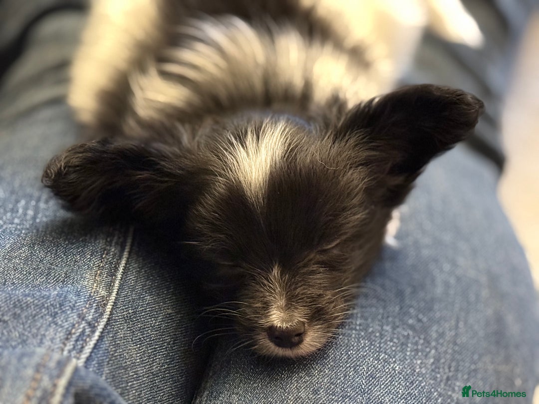 Papillon dogs for sale: Male puppy for sale  - Advert 13