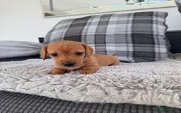 Miniature Dachshund dogs for sale: Smooth blonde miniature dachshund puppy  - Image 8