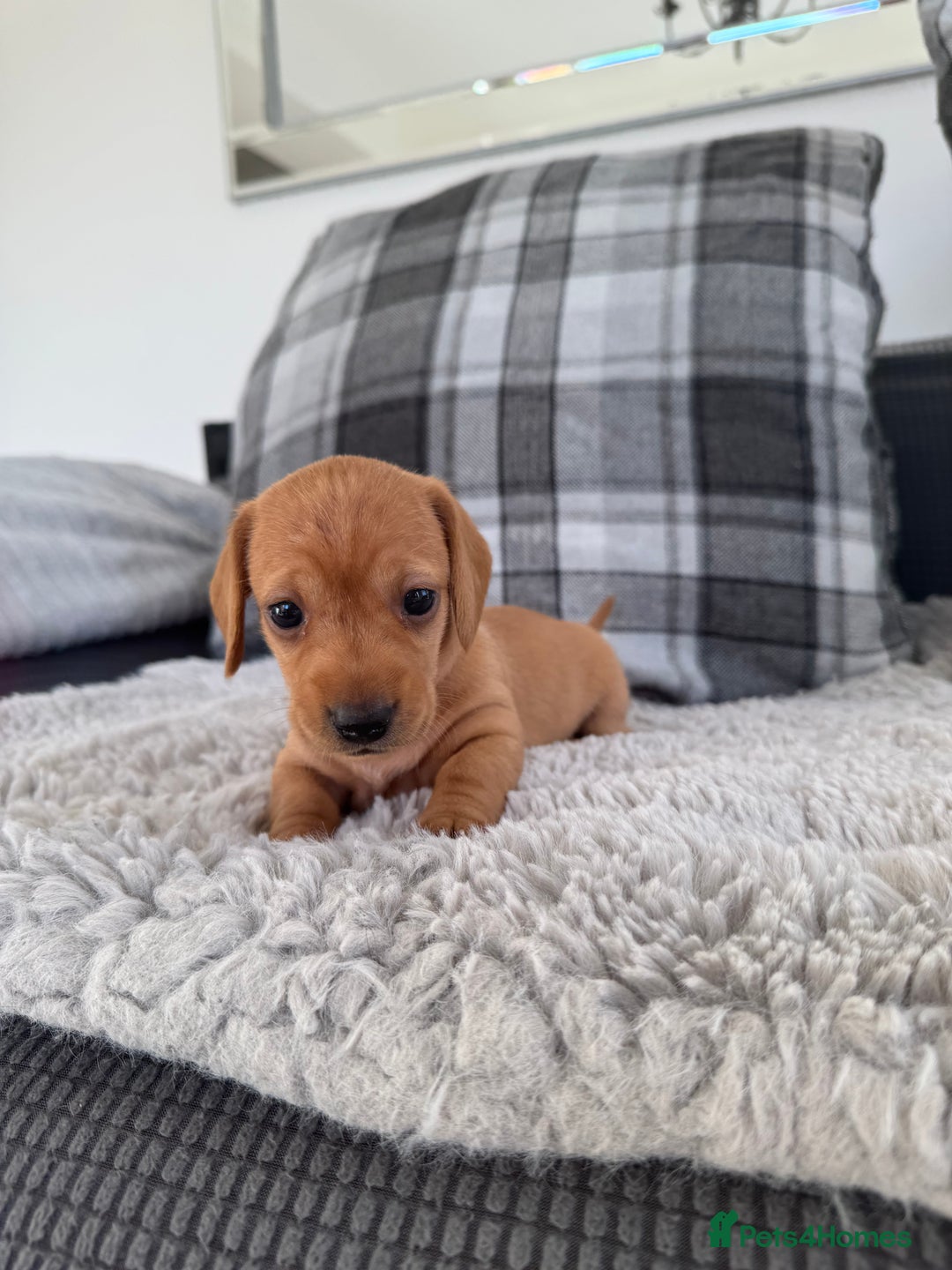 Miniature Dachshund dogs for sale: Smooth blonde miniature dachshund puppy  - Image 8