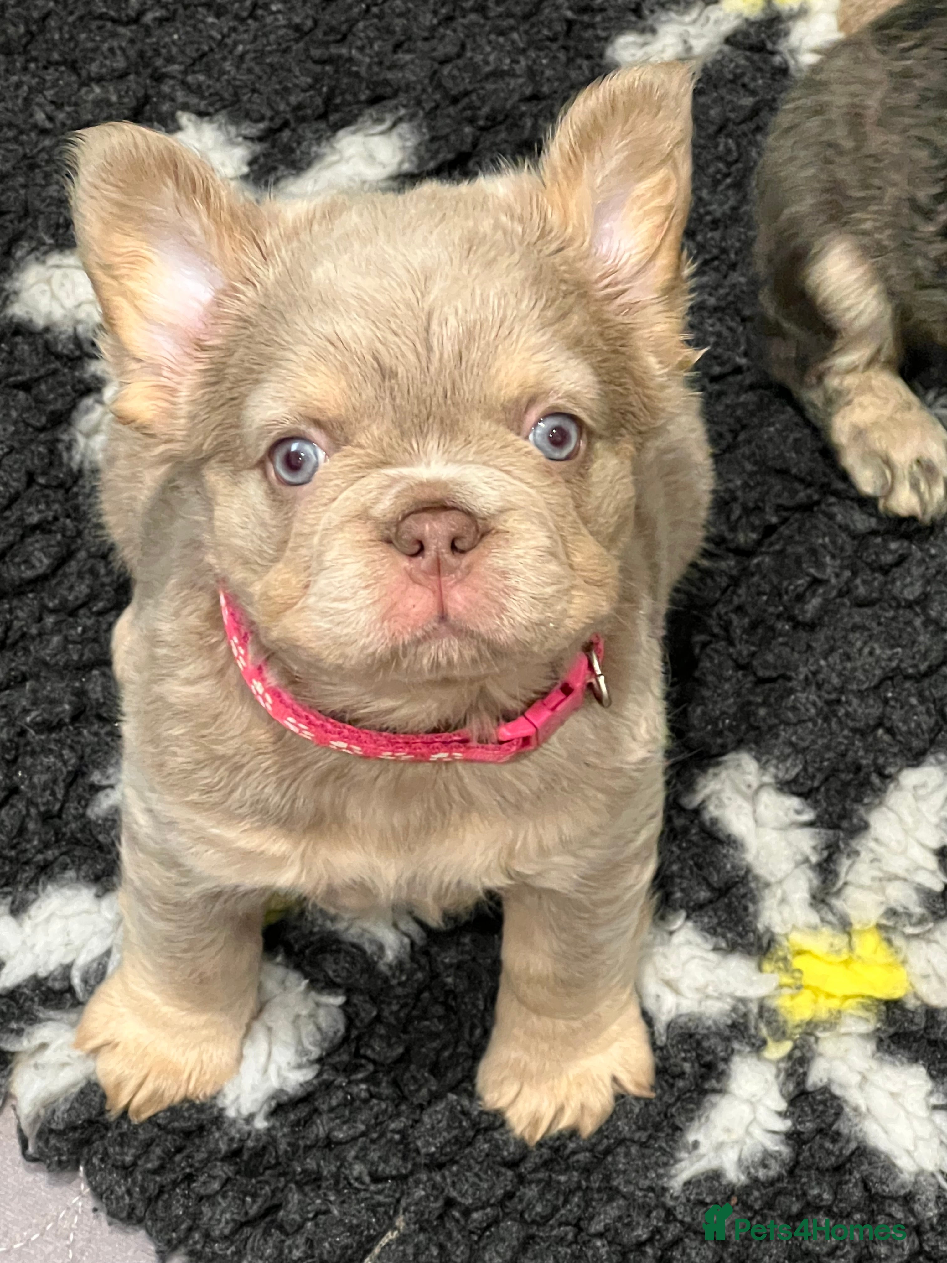 French Bulldog dogs READY NOW ! Quality Fluffy French Bulldog Puppies  - Advert 2