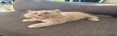 BSH Lilac Fluffy girl