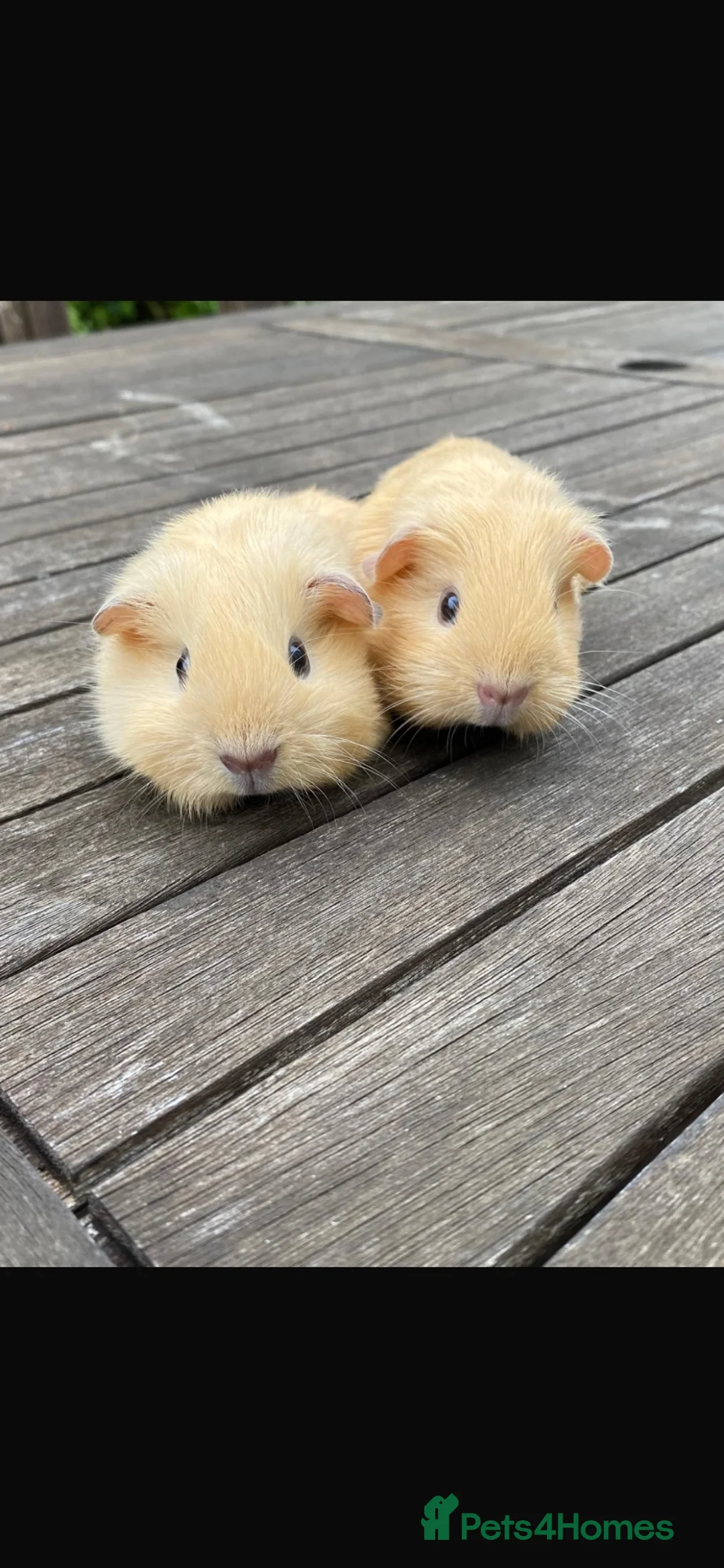 Guinea Pig rodents for sale: Guinea pigs in Holsworthy - Advert 4