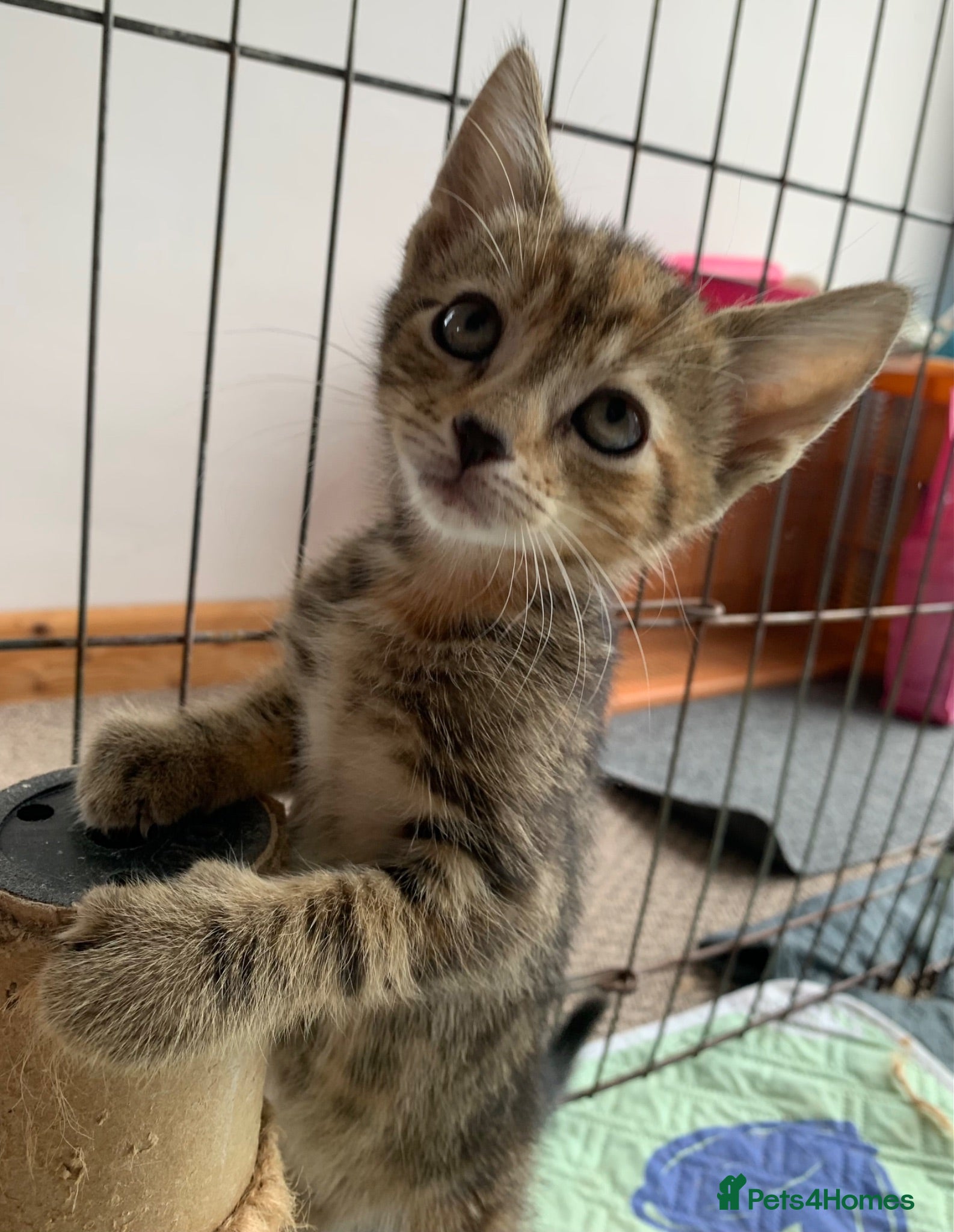Mixed Breed cats Gorgeous kittens Ready Now! - Advert 14